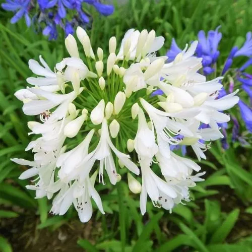 Best online seed store in India for Thriving Gardens