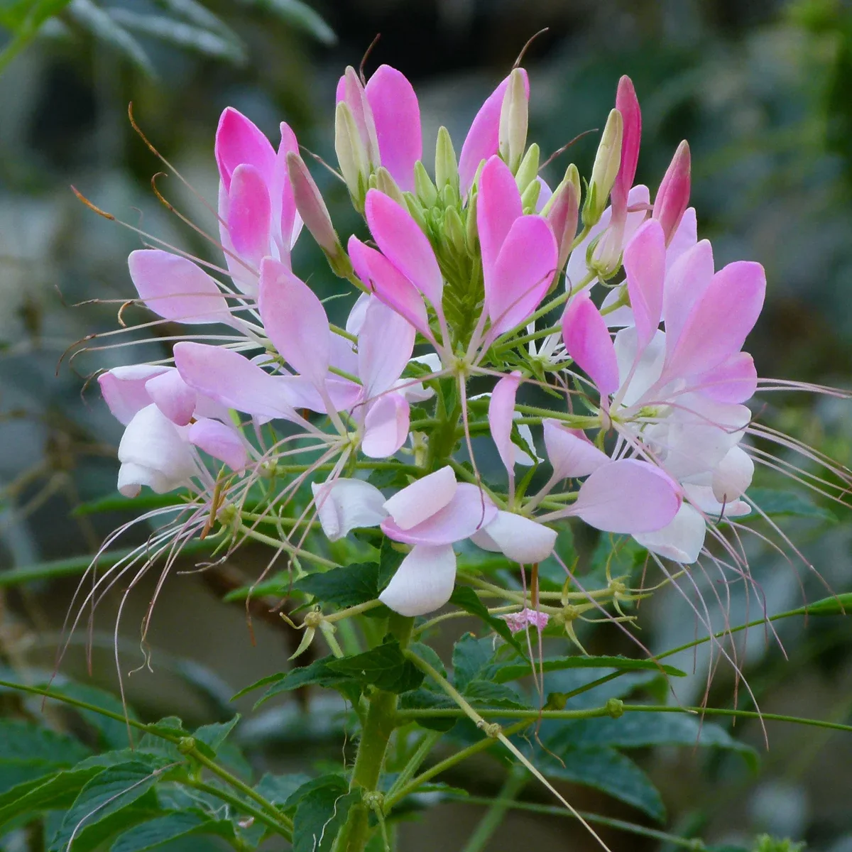 Buy Gardening Seeds Online | Huge Selection, Top Quality