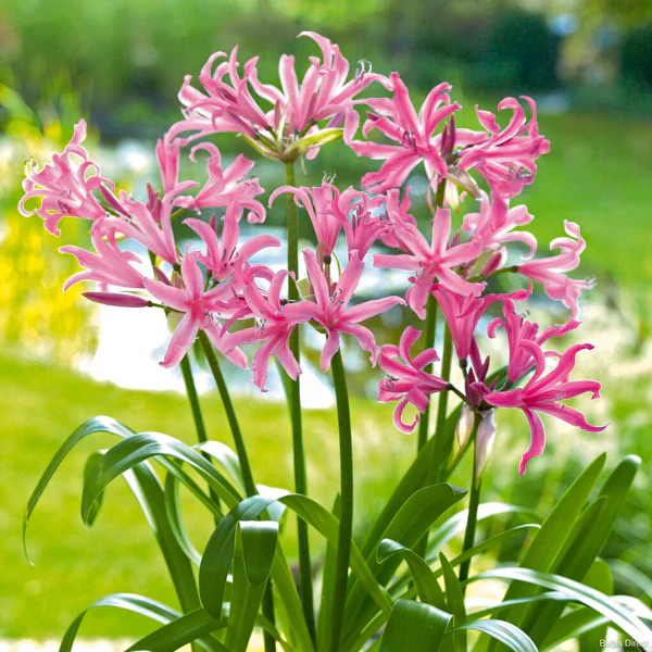 Bloom Beautiful: Top Garden Flower Seeds for Every Season