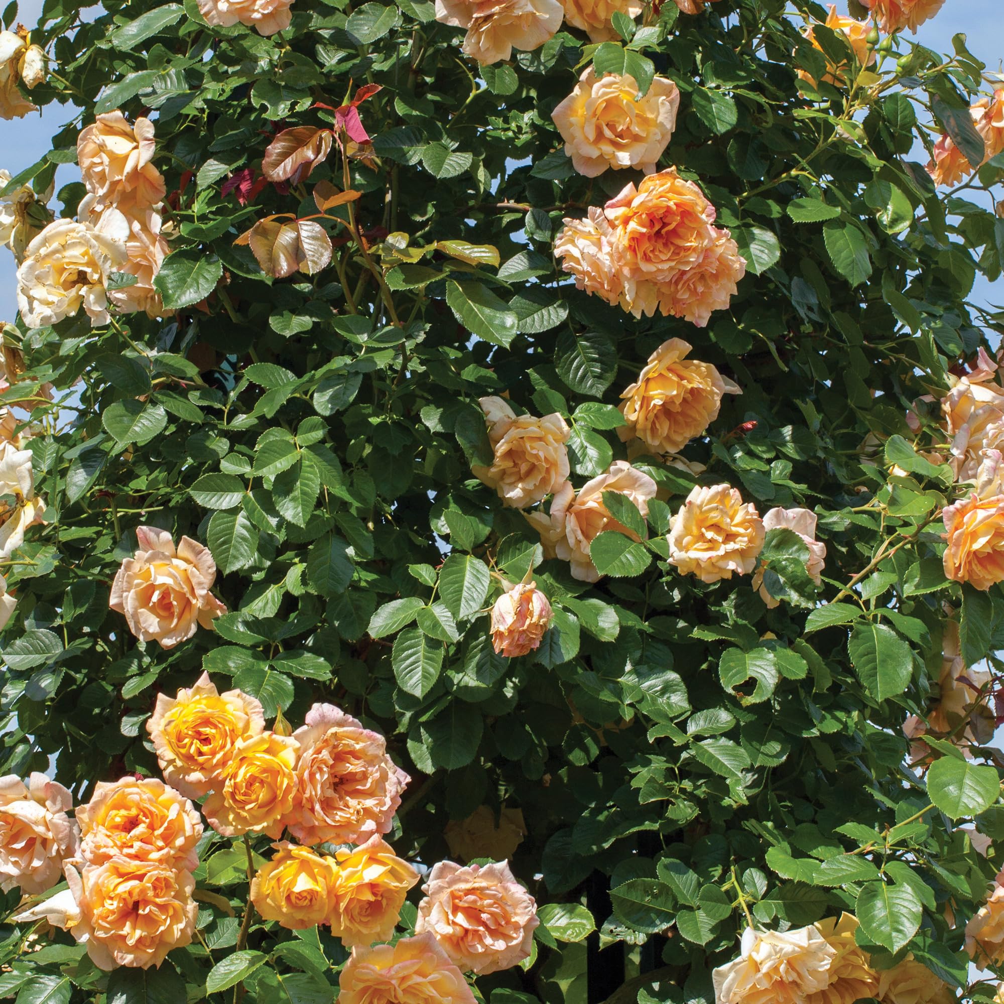 Grow Your Dream Garden! Buy the BEST Plant Seeds Online