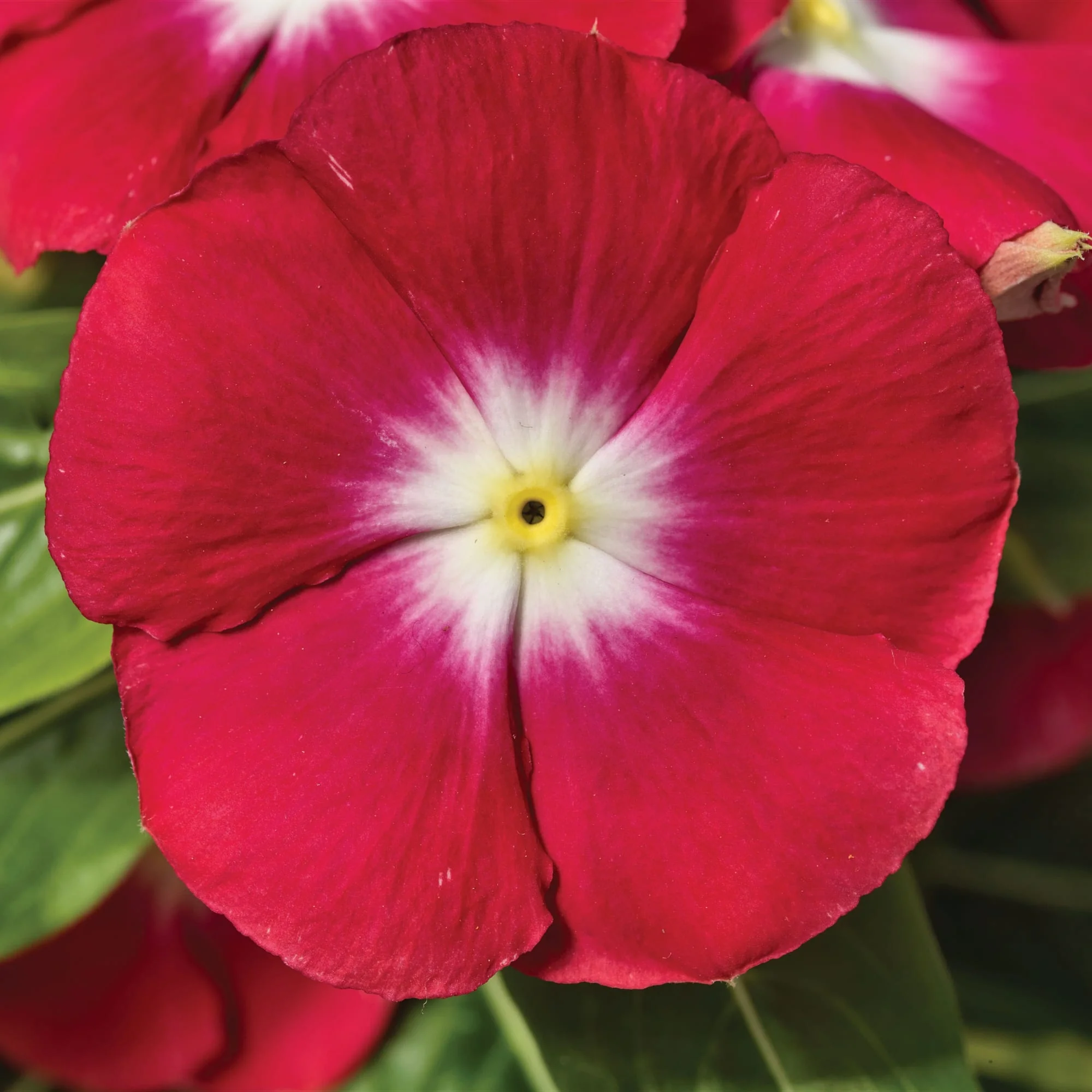 Buy Flower Seeds: Grow Vibrant Gardens, Attract Pollinators Shop Top Varieties Now!